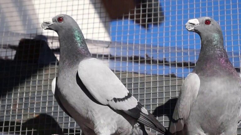 تركيب شبك طارد الحمام بالمدينة المنورة